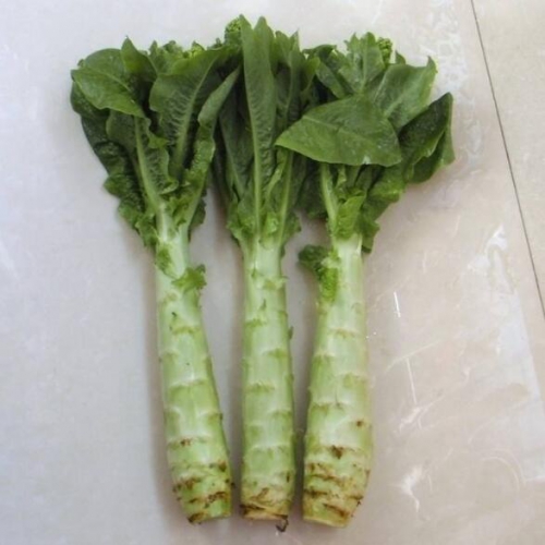 萵筍