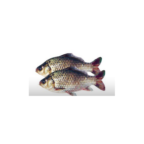 鯽魚活