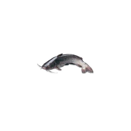江鯰魚