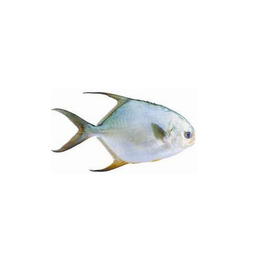 金昌魚活
