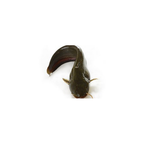 塘鯰魚