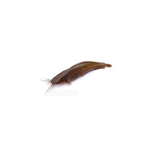 塘虱魚活