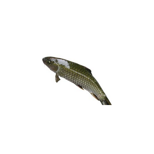 硬邊鯇魚