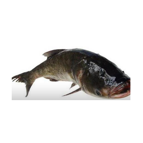 原條大魚