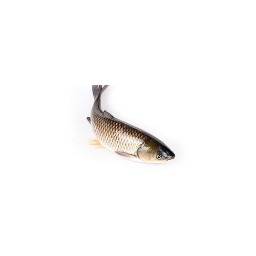原條鯇魚